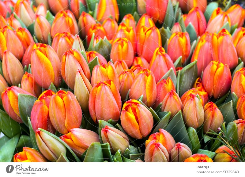 Tulips orange flowers Orange Spring Green Blossom Many Donate Joy Surprise Flower shop Tulip blossom Tulip bud Easter Background picture