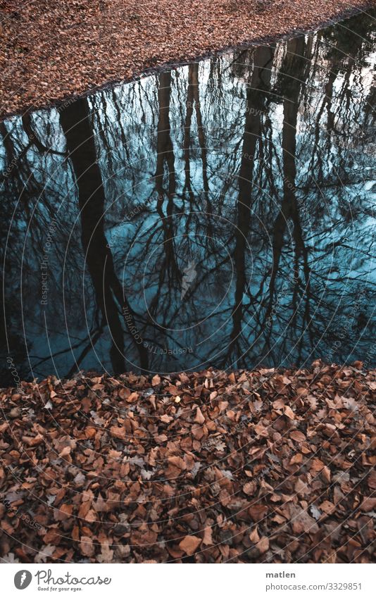 cloudy season Nature Plant Water Sky Winter Bad weather Tree Forest Coast Cold Blue Brown Beech leaf Reflection Colour photo Subdued colour Exterior shot