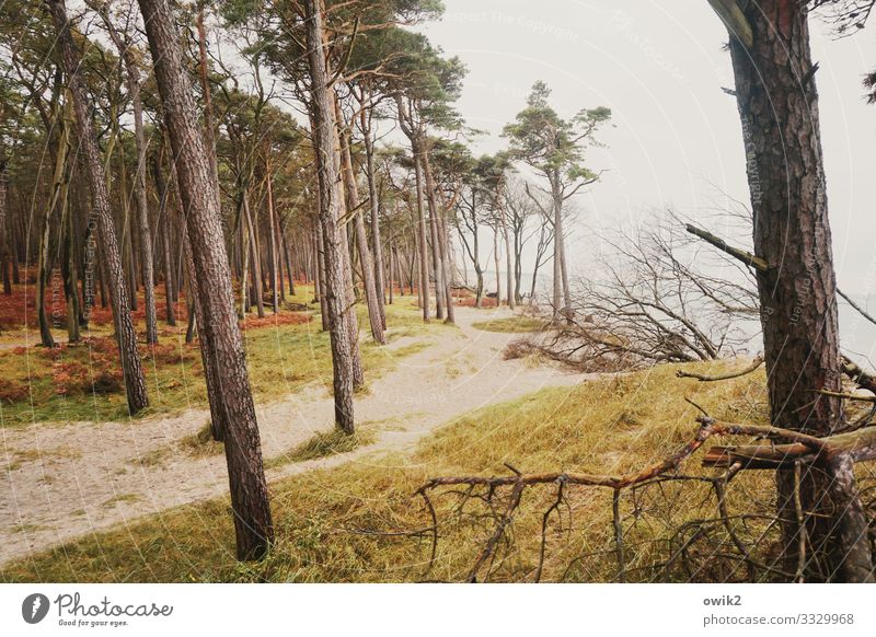 curved timbers Environment Nature Landscape Sand Water Horizon Autumn Beautiful weather Wind Tree Grass Bushes Forest Coast Beach Baltic Sea Western Beach