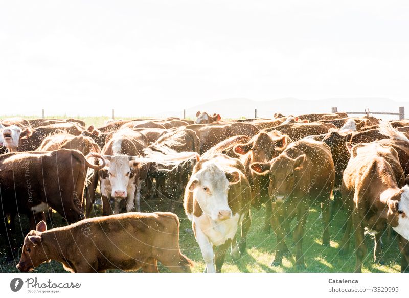 Eugh | fly wrapped herd of cattle stands crammed together in the fence Cattle farming cows looking Grassland Animal portrait Deep depth of field Exterior shot