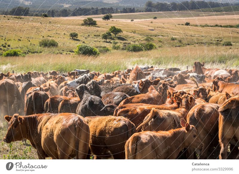 Assembly point, the herd of cattle has gathered Nature Landscape Plant Animal Summer Tree Grass Bushes Meadow Field Forest Pampa Willow tree Grassland Steppe