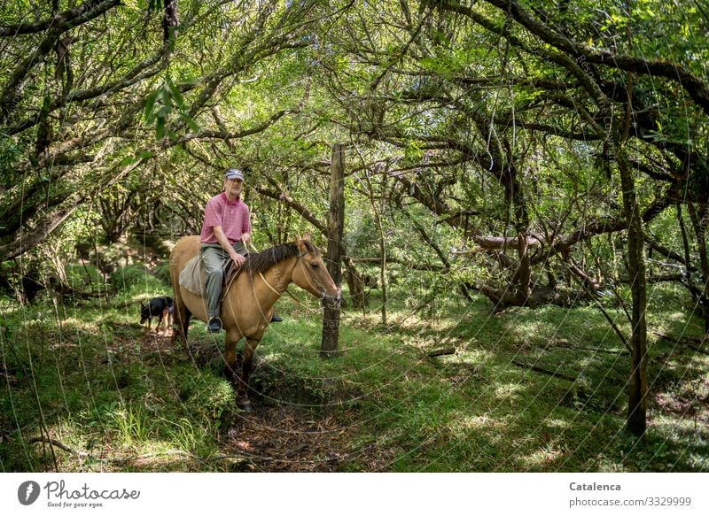 Rider, horse and dog in lush vegetation Landscape Nature person masculine Stand Wait Animal horses Farm animal Dog Virgin forest undergrowth trees Grass path