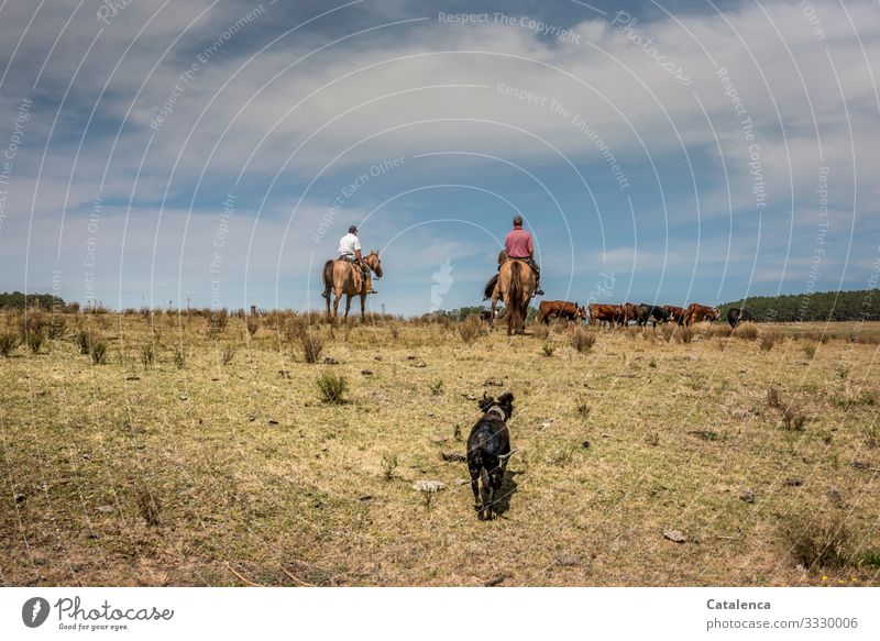 The two riders drive the herd of cattle out of the grazed pasture, the tired dog trots after them. Rider Gauchos Herd of cattle Cow Dog horses Farm animal