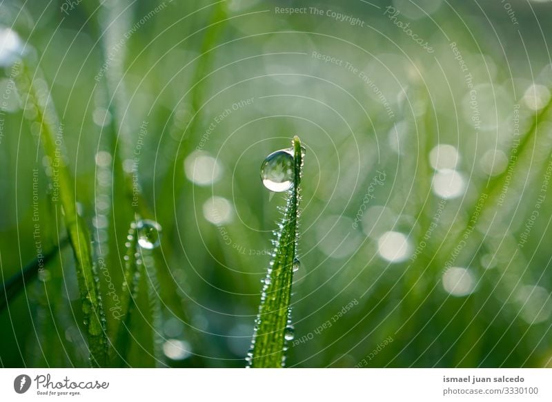 rain drop on the green grass in rainy days plant leaf leaves drops raindrop water wet shiny bright garden floral nature natural foliage abstract textured