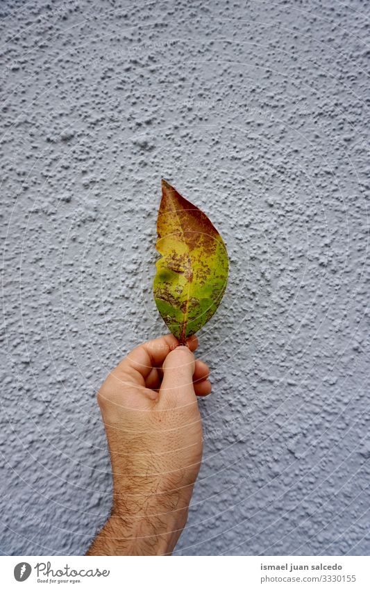 man hand with a green and yellow leaf on the blue wall fingers body part holding feeling touching nature freshness sunlight bright outdoors beautiful fragility