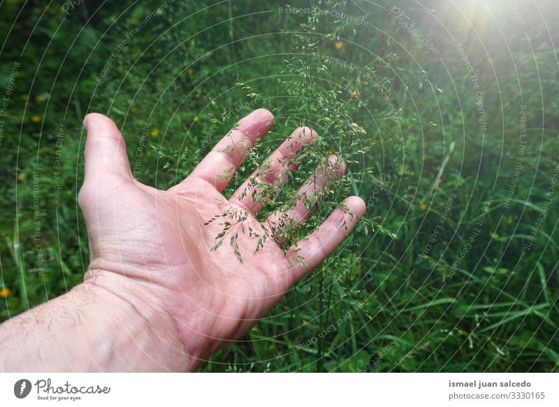 man hand feeling the nature, green flowers plants fingers body part touch touching garden floral natural freshness outdoors romantic beautiful fashion fragility