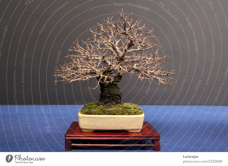 bonsai Zelkova without leaves on table isolated back backboard Beautiful Life Leisure and hobbies Vacation & Travel Art Artist Exhibition Culture Autumn Tree