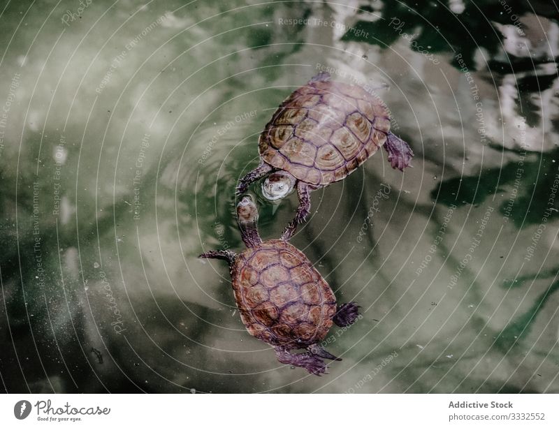 Turtles swimming in clean pond turtle water calm reptilian animal wild nature countryside species habitat shell cold blooded tortoise life fauna lake surface
