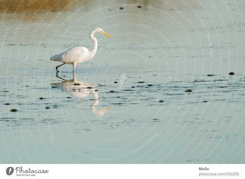 Fishing for fishes Environment Nature Landscape Animal Water Pond Lake Wild animal Bird Heron Great egret 1 Going Natural Blue White Calm Stride Search