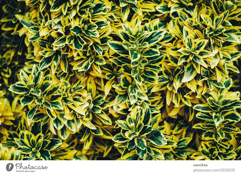 Organic leaves texture in green tones Life Wallpaper Nature Plant Spring Summer Leaf Foliage plant Faded Growth Authentic Dark Fresh Natural Many Yellow Green