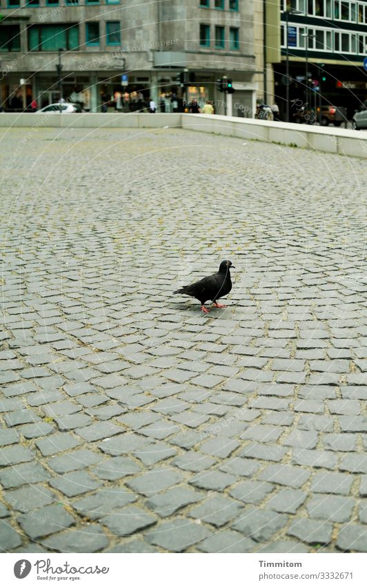 Finally on the big stage Frankfurt Town Stone Concrete Gray Black Emotions Animal Pigeon Places Stage Paving stone House (Residential Structure) Colour photo