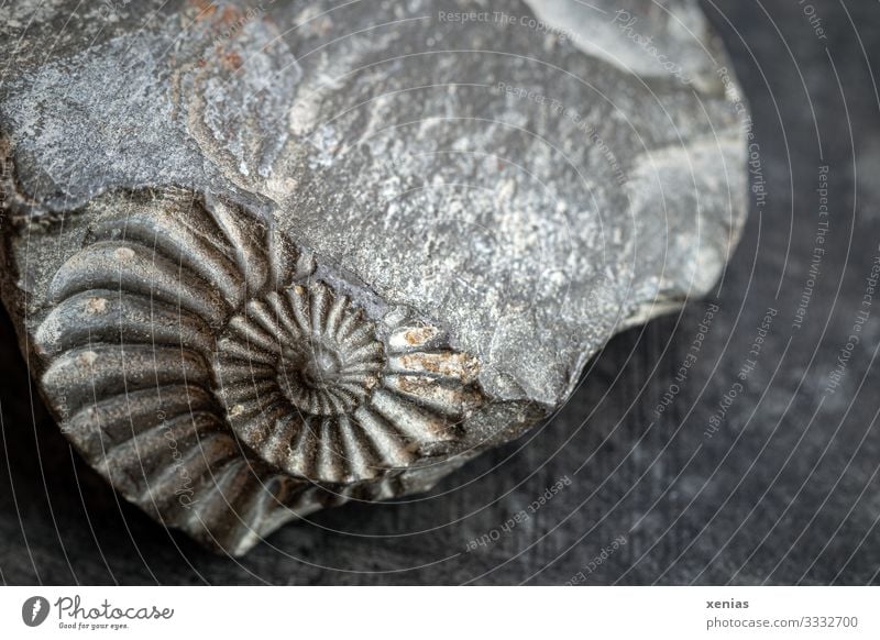 fossilized skeleton of an octopus , ammonite one big and one small the  small one is smooth polished - a Royalty Free Stock Photo from Photocase