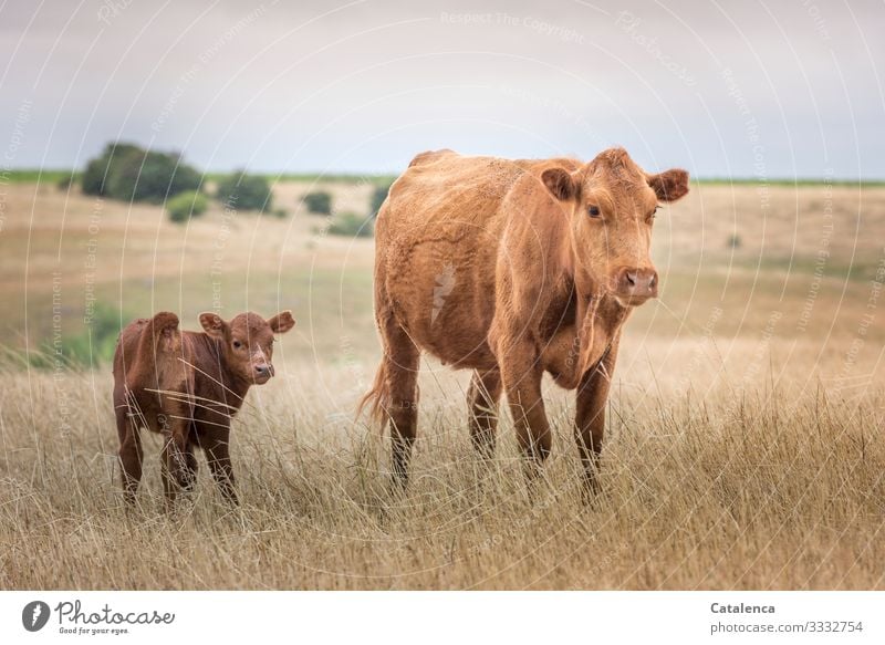 Cow and calf on the wide steppe looking into the camera Brown Green Environment Sky Landscape Hill trees Horizon Plant Willow tree Grass fields Together