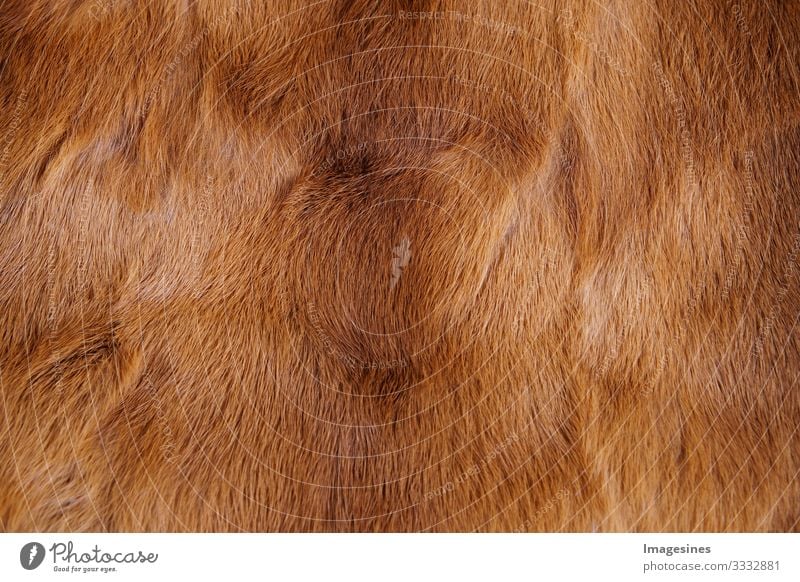Animal fur background. Texture of fur. Animal world concept and style. Textures and backgrounds. Close up, full frame of fur coat Fur coat Pelt Soft Brown Style