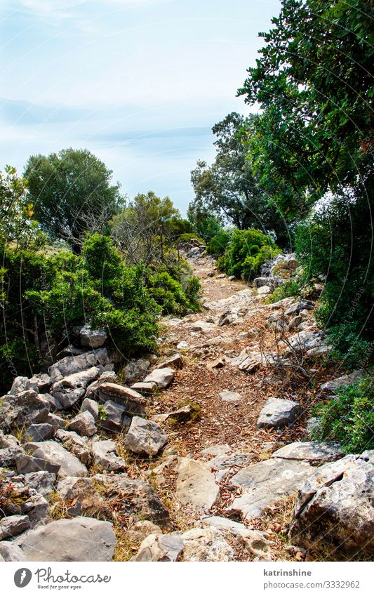 Hiking Path in Cilento National Park, Campania, Italy Beautiful Calm Vacation & Travel Sports Nature Landscape Sky Tree Forest Coast Lanes & trails Blue Idyll
