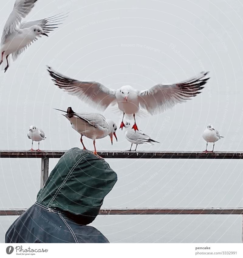 headstand Nature Winter Coast Lakeside Animal Wild animal Bird Group of animals Touch Flying To feed Competition Gull birds Man Hooded (clothing) Head Feeding