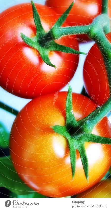 Tomato plant Food Vegetable Nutrition Vegetarian diet Plant Blossom Fresh Green Red Eating boil photography tomato plant Lettuce Vegan diet salubriously Vitamin