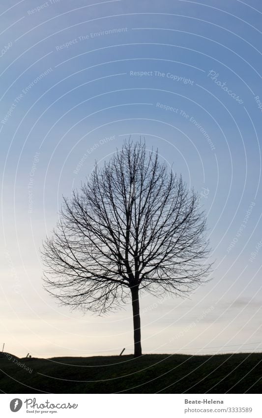 Trees 8 Bleak Silhouette Autumn Sky Exterior shot Landscape