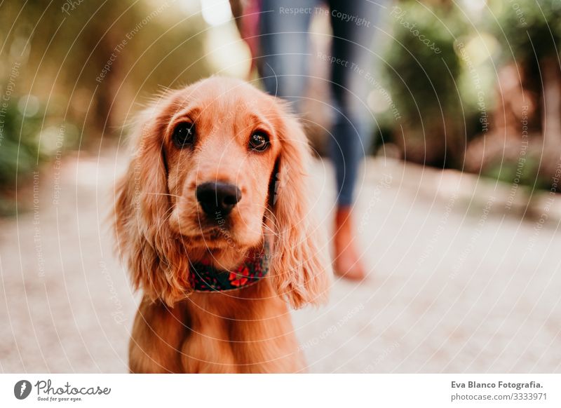 young woman walking with her cute puppy of cocker spaniel outdoors Walking Woman Dog Pet Park Sunbeam Exterior shot Love Embrace Smiling Rear view Kissing Breed