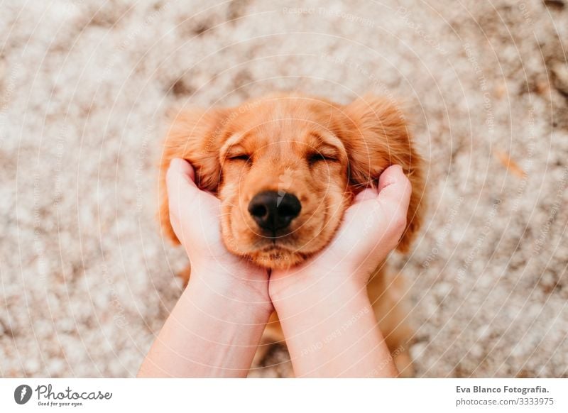 woman holding head of cute puppy cocker spaniel dog. love for animals concept Woman Dog Pet Park Sunbeam Exterior shot Love Embrace Smiling Kissing Breed