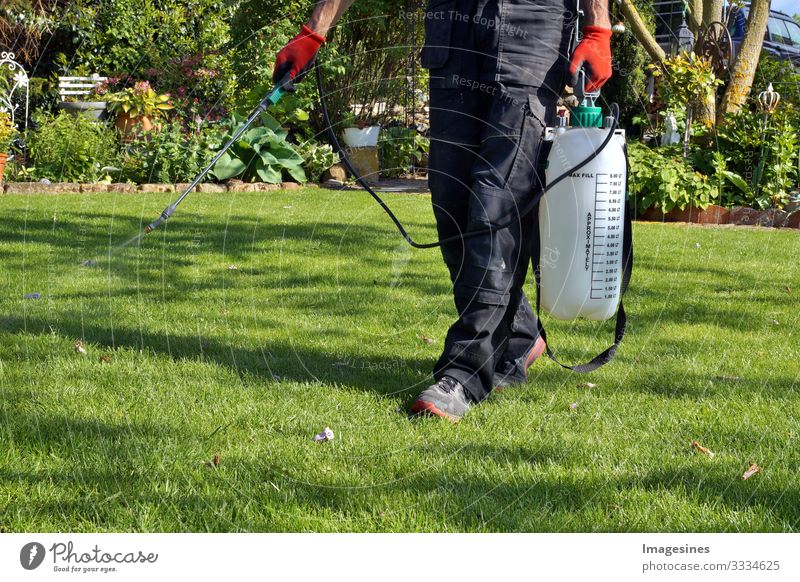 Spraying pesticides with a portable sprayer to eliminate weeds from the lawn. Weed killer spray on the weeds in the garden. Pesticide use is harmful to health. Weed control concept. Weed killer