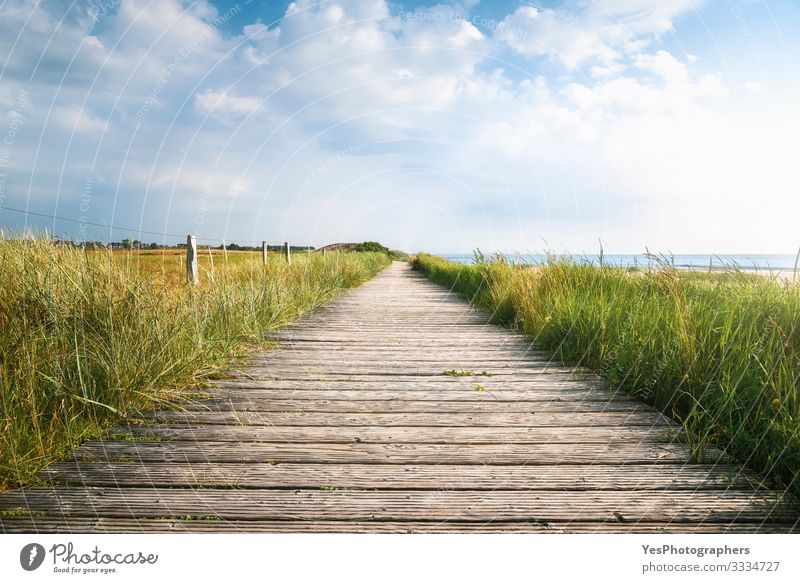 Wooden footpath and high grass in sunlight. Sylt landscape Summer Hiking Beautiful weather Coast North Sea Bridge Lanes & trails Perspective Frisian island