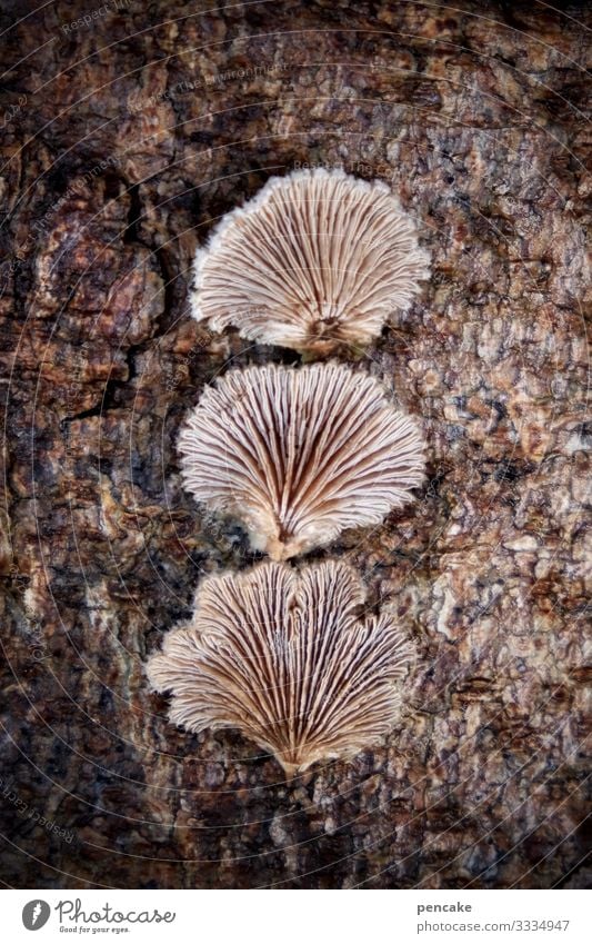 cleavage leaflets Nature Plant Tree Forest Discover Esthetic Exceptional Small Bizarre Whimsical Mushroom Tree fungus Slit leaflets 3 Lamella Winter Tree bark
