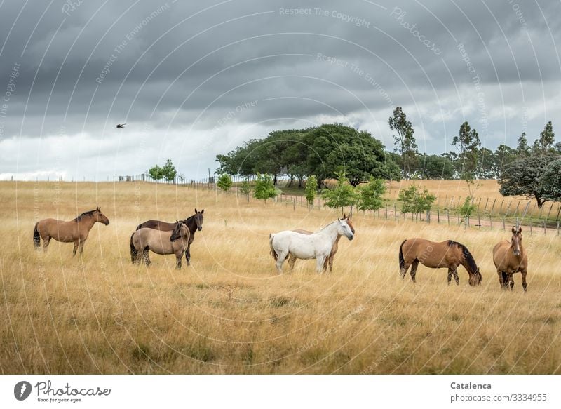 The herd of horses stands in the high grass of a pasture, thunderclouds are gathering, a bird flies by. herds of horses Farm animal Willow tree Grass Bird trees
