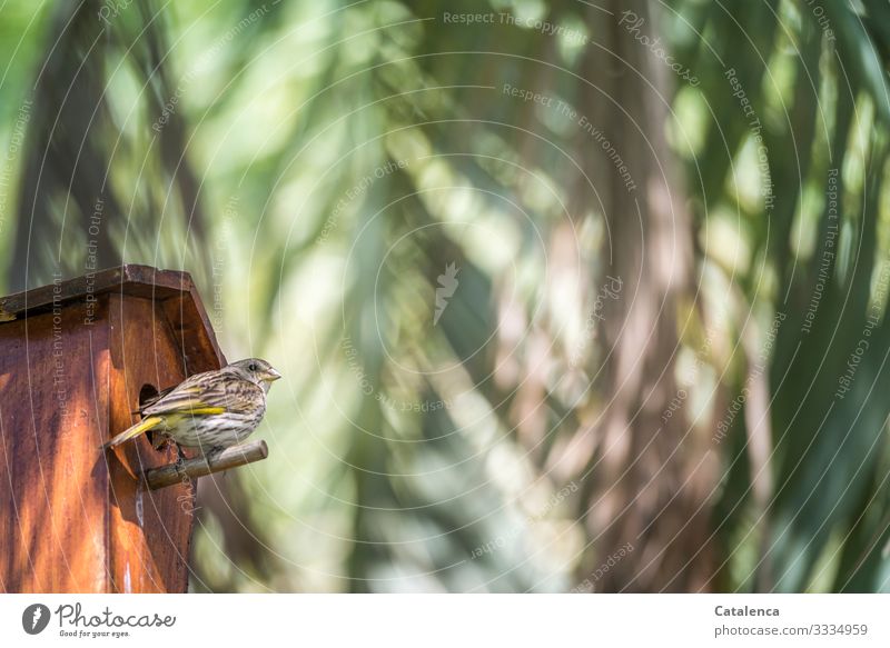 A sparrow sits in front of the birdhouse under palm leaves Animal Animal portrait Wild animal Bird songbird Sparrow Plant Palm tree Palm leaf Brown Orange Green