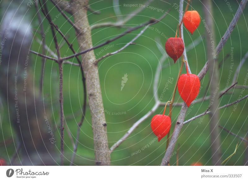 physalis Food Fruit Spring Summer Bushes Blossom Garden Blossoming Red Physalis Chinese lantern flower Colour photo Exterior shot Close-up Deserted
