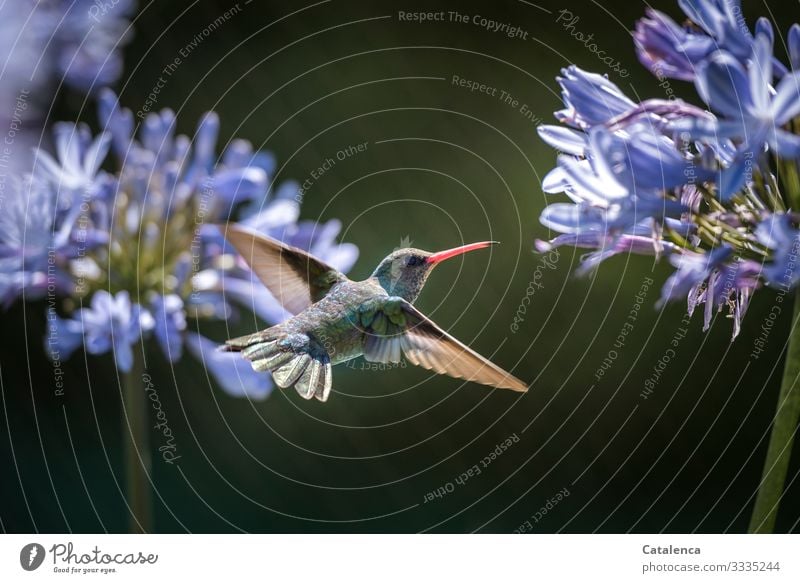 Macro shot of a flying hummingbird with Agapanthus flower in the background Animal portrait Central perspective Shallow depth of field Day Copy Space right