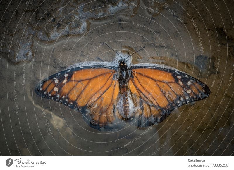 A monarch butterfly lies in a puddle of seawater on the beach Animal Wild animal Insect Butterfly Monarch Butterfly dead deceased Nature Sand Puddle Water
