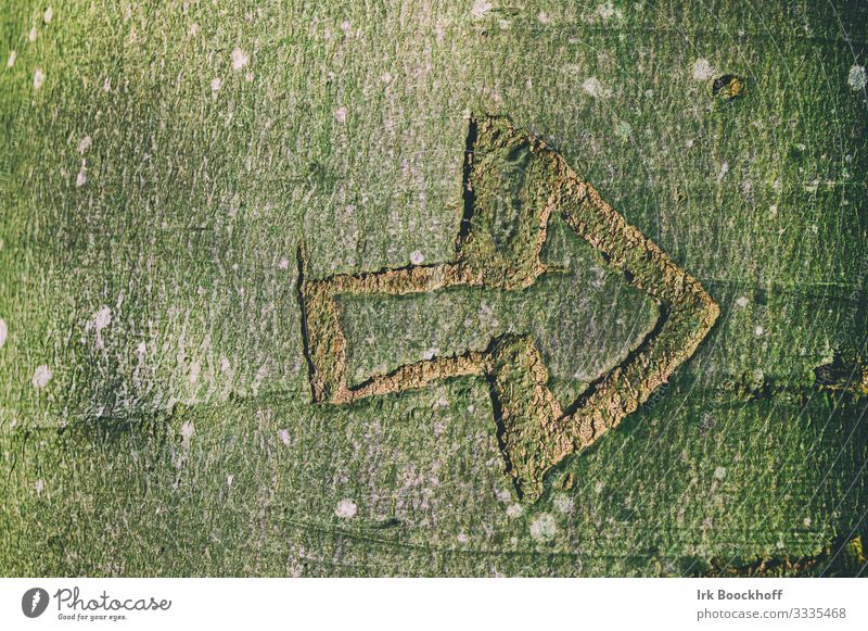 Arrow carved into tree Playing Hiking Nature Climate Tree Wood Sign Characters Signs and labeling Old Brown Green Discover Direction Subdued colour