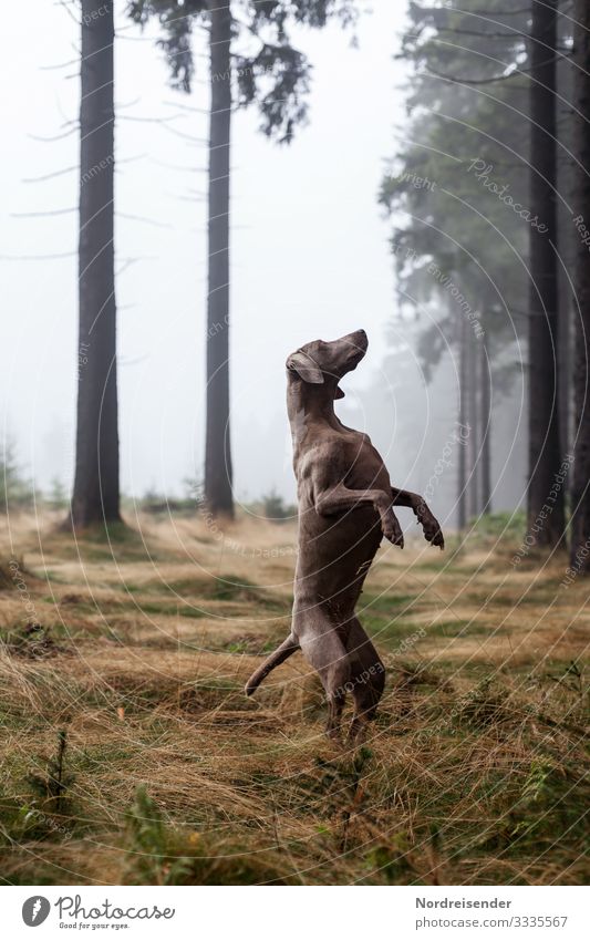 Weimaraner hunting dog in a bizarre pose in the forest Moody Hound Dog Hunting clearing youthful Animal dog breeding Forest therapy dog pointer dog Grass Idyll