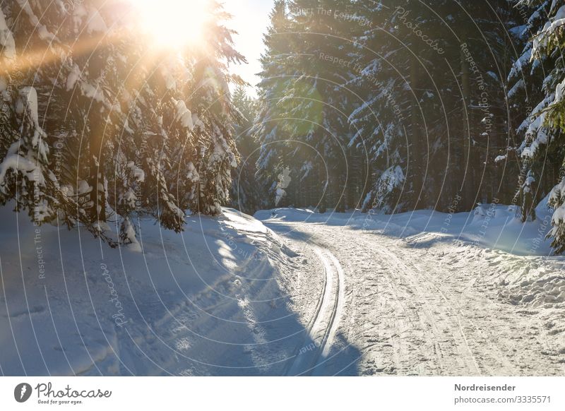 Winter forest in sunshine Vacation & Travel Tourism Snow Winter vacation Winter sports Ski run Nature Landscape Sun Sunlight Climate Beautiful weather Ice Frost