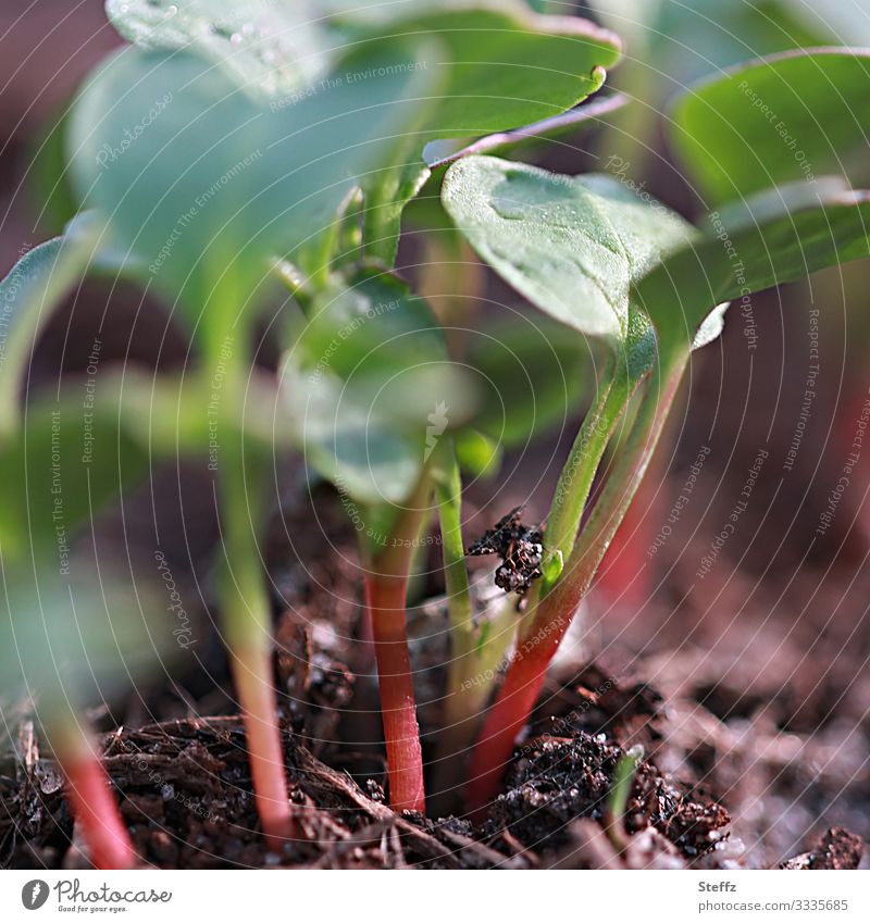 new radishes grow Radish spring vegetables wax Vegetable April Anticipation organic Organic young shoots salubriously garden vegetables own harvest vegetarian