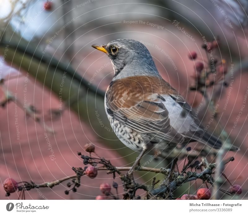 Thrush in tree Nature Animal Sky Sunlight Beautiful weather Tree Twigs and branches Wild animal Bird Animal face Wing Claw Turdus Pilaris Throstle Head Beak