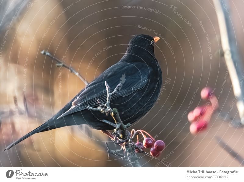 Blackbird in the sunshine Nature Animal Sun Sunlight Beautiful weather Tree Berries Twigs and branches Wild animal Bird Animal face Wing Claw Beak Eyes Head