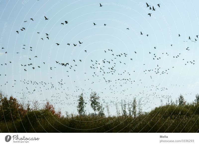 lifted off | bird cloud Environment Nature Landscape Animal Wild animal Bird Flock Flying Free Together Natural Freedom Goose Wild goose Flock of birds