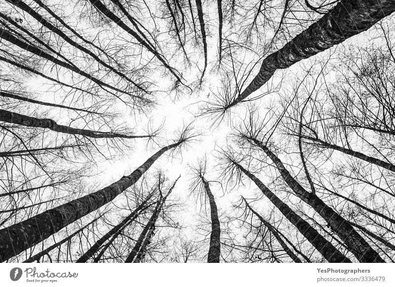Tree tops looking up. Forest abstract scenery. Leafless trees Environment Nature Landscape Park Natural Perspective Symmetry backdrop bottom view