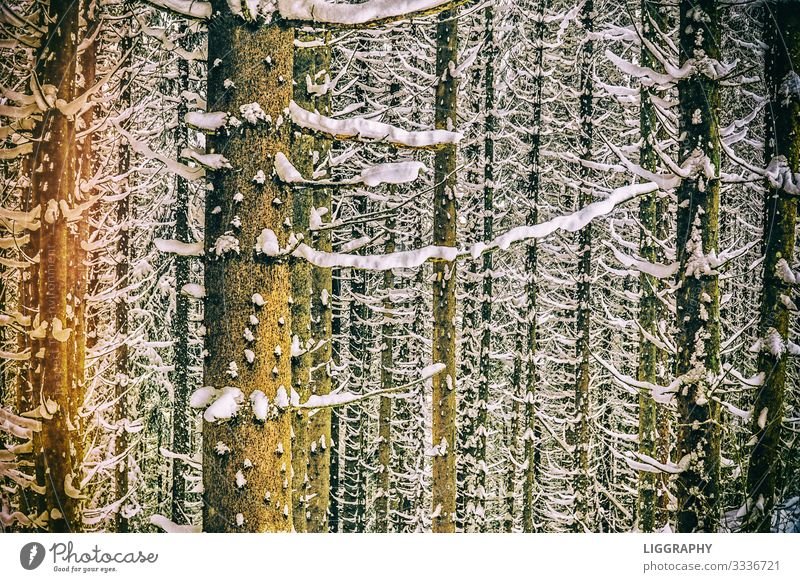 Snow-covered trees Environment Nature Earth Water Winter Climate change Weather Wind Snowfall Tree Austria Hiking boots Looking Forest Seasons Fear Joy