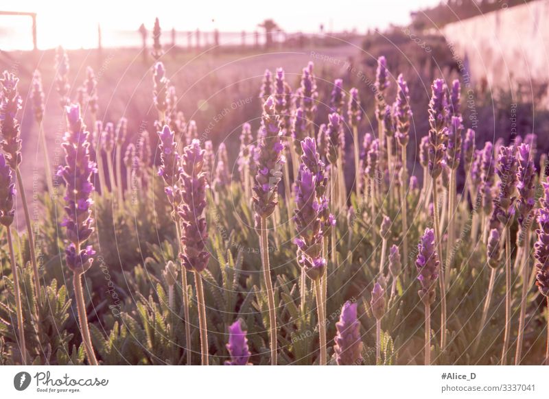 Lavender field Environment Nature Landscape Plant Animal Sunlight Flower Grass Blossom Agricultural crop Wild plant Garden Field Authentic Fragrance Healthy