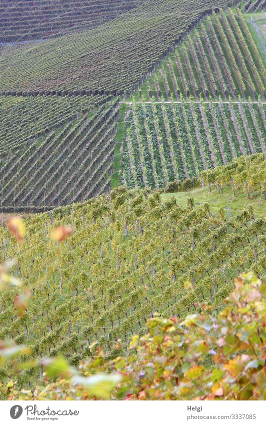 Vineyards in graphical order Environment Nature Landscape Plant Autumn Beautiful weather Leaf Mountain Black Forest Line Stand Growth Esthetic Authentic