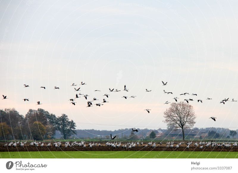many cranes are standing on the field and flying in the air | lifted off Environment Nature Landscape Plant Animal Earth Sky Autumn Beautiful weather Tree Grass