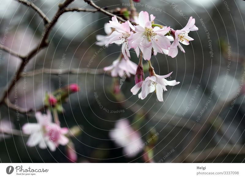 pink flowers on a branch in spring Environment Nature Plant Spring Bushes Blossom Bud Twig Park Blossoming Growth Esthetic Beautiful Natural Gray Pink Moody