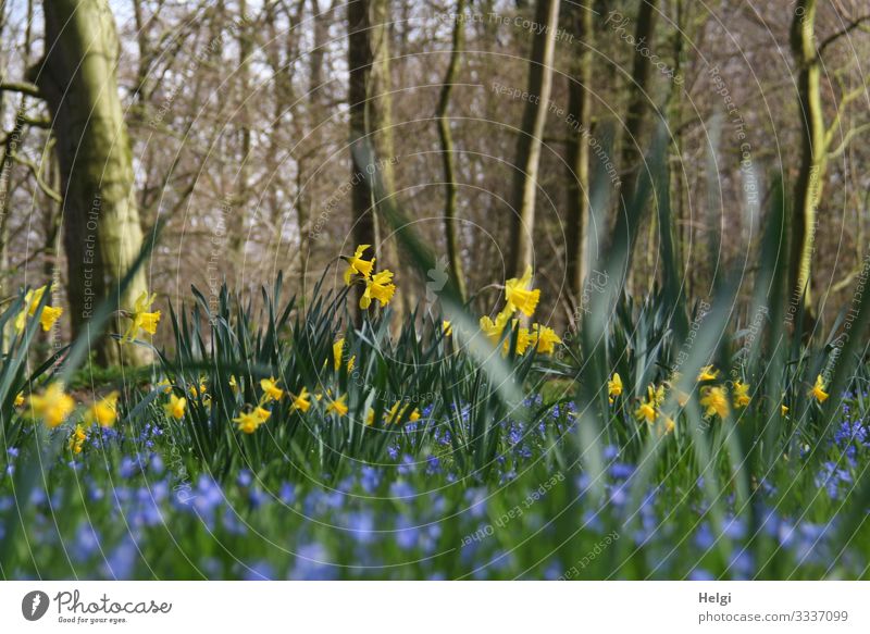 yellow daffodils and blue flowers grow in a park under trees Environment Nature Landscape Plant Spring Beautiful weather Tree Flower Leaf Blossom