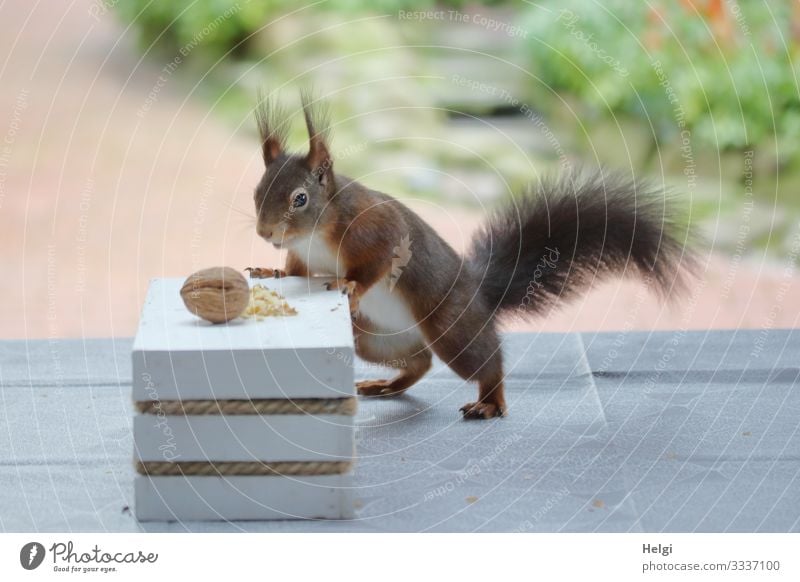 Squirrel seeks food on the terrace Environment Nature Plant Animal Winter Garden Terrace Wild animal 1 Walnut Table To hold on Looking Stand Authentic