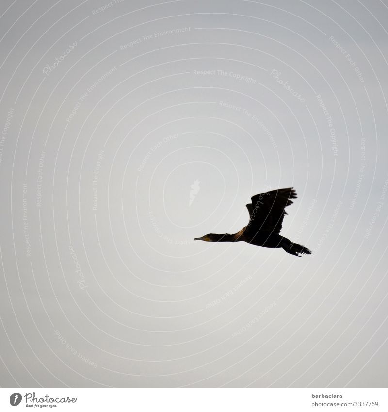 cormorant Sky Bird Cormorant 1 Animal Flying Elegant Tall Above Blue Gray Freedom Climate Far-off places Colour photo Subdued colour Exterior shot Pattern