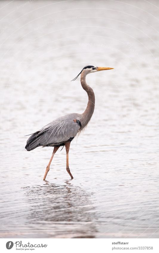 Wading great blue heron Ardea Herodias Nature Coast Animal Wild animal Bird 1 Water Blue Foraging Wading bird Heron Mouth of a river long legs long beak