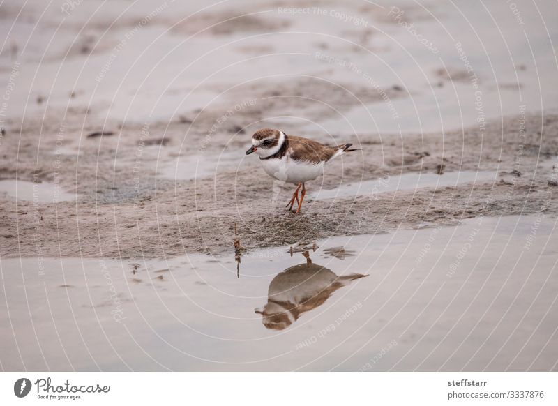 Wilsons snipe shorebird Charadrius wilsonia Hunting Nature Coast Ocean Animal Wild animal Bird Wing 1 Water Wait Brown Wilson shorebird wilsons snipe plover